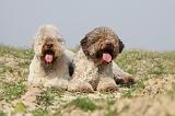 LAGOTTO 118